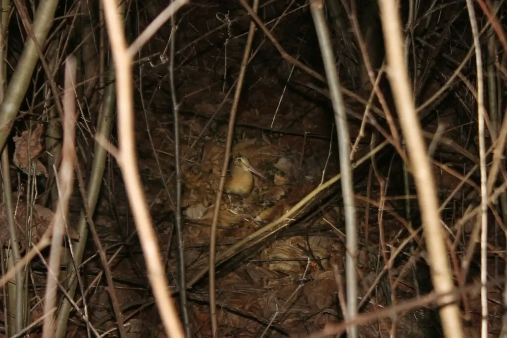 小丘鹬(Scolopax minor)