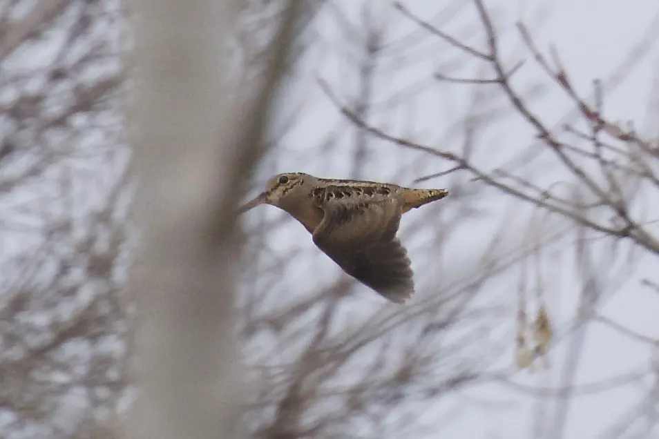 小丘鹬(Scolopax minor)