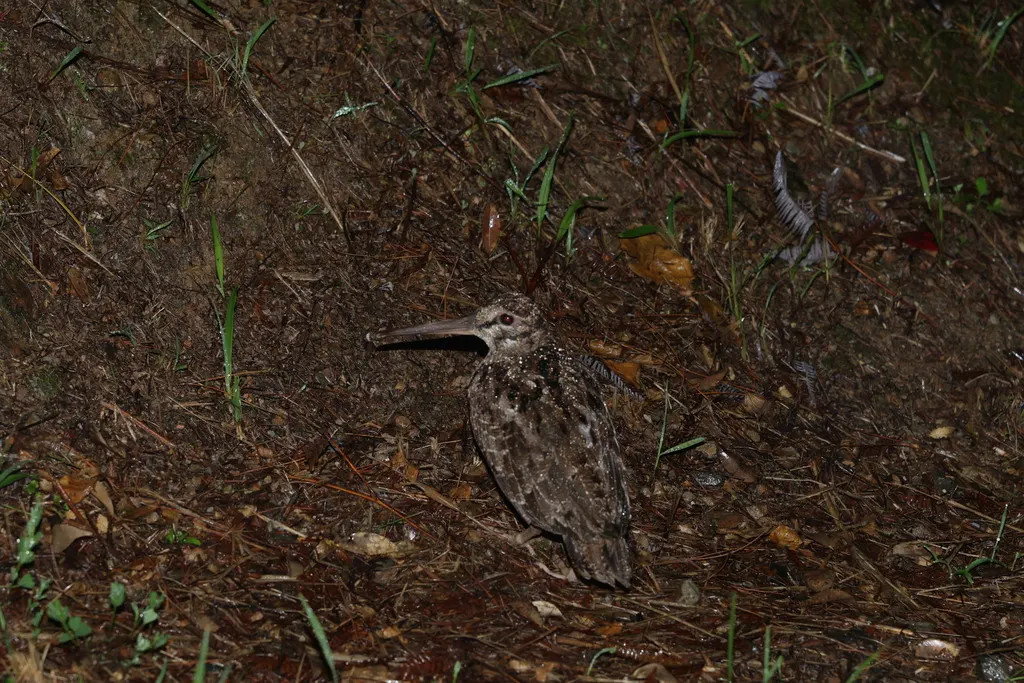 琉球丘鹬（Scolopax mira）