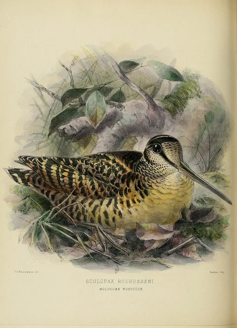 摩鹿加丘鹬(Scolopax rochussenii)