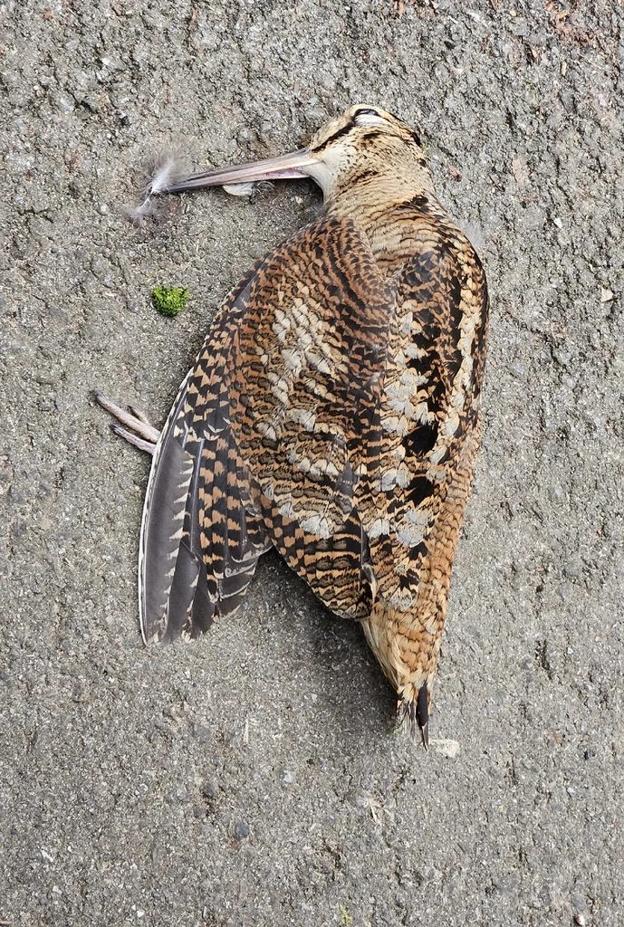 丘鹬(Scolopax rusticola)