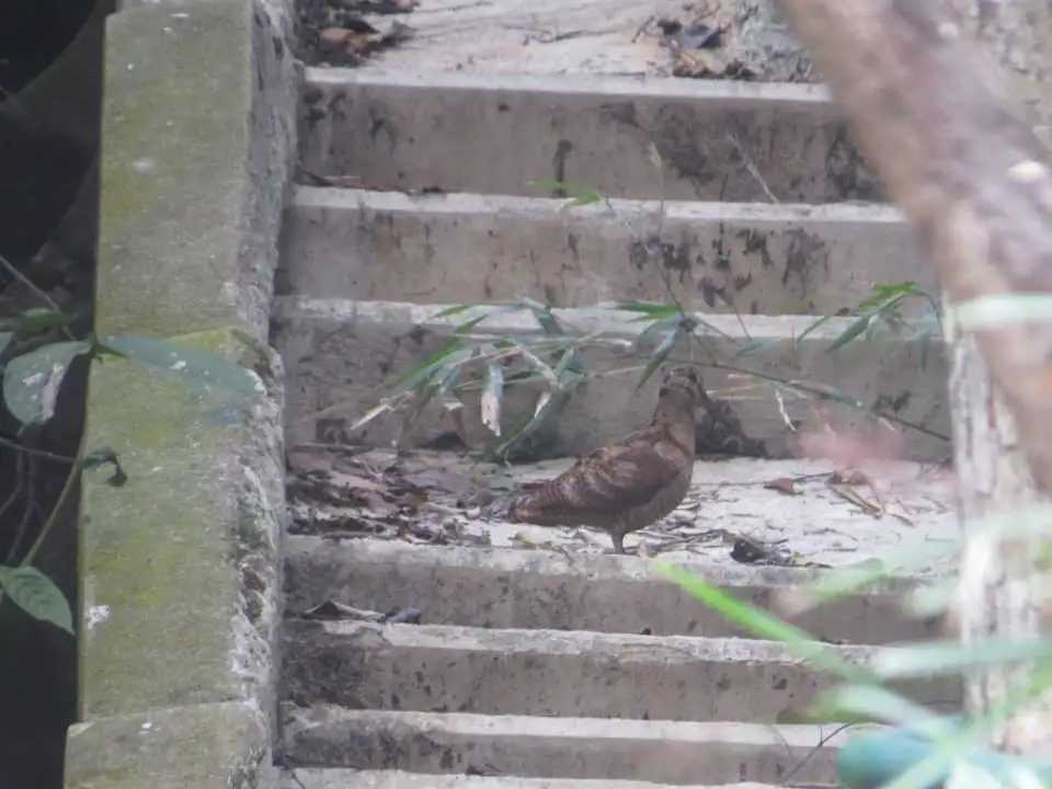 丘鹬(Scolopax rusticola)