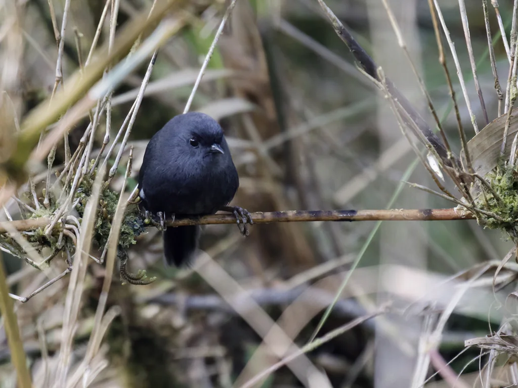 洛哈窜鸟(Scytalopus androstictus)