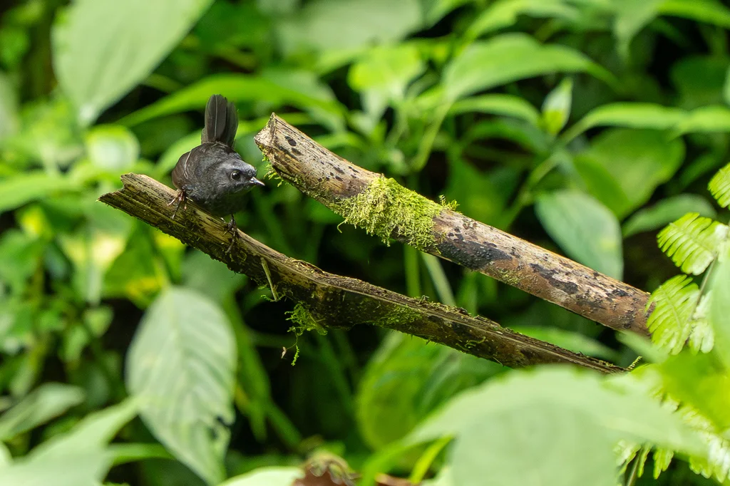 银额窜鸟(Scytalopus argentifrons)
