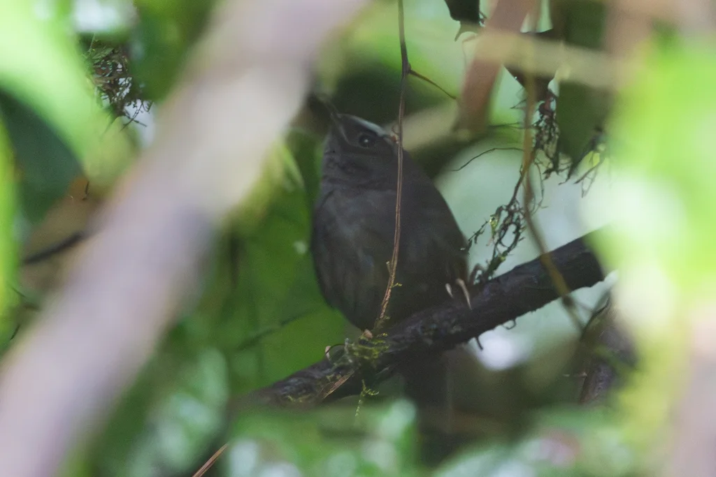 银额窜鸟(Scytalopus argentifrons)