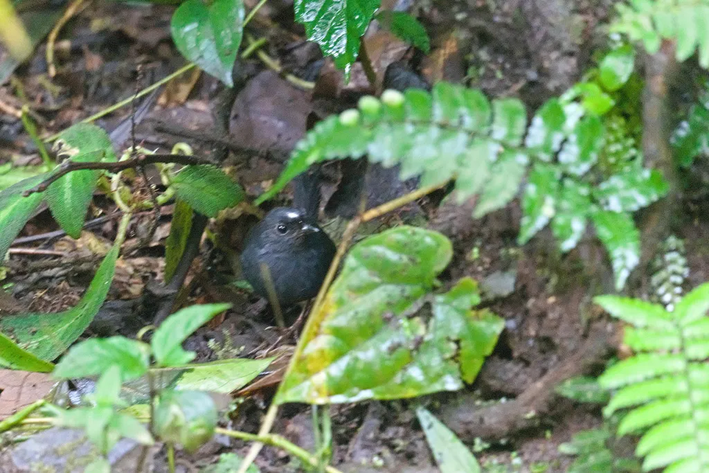 白冠窜鸟(Scytalopus atratus)