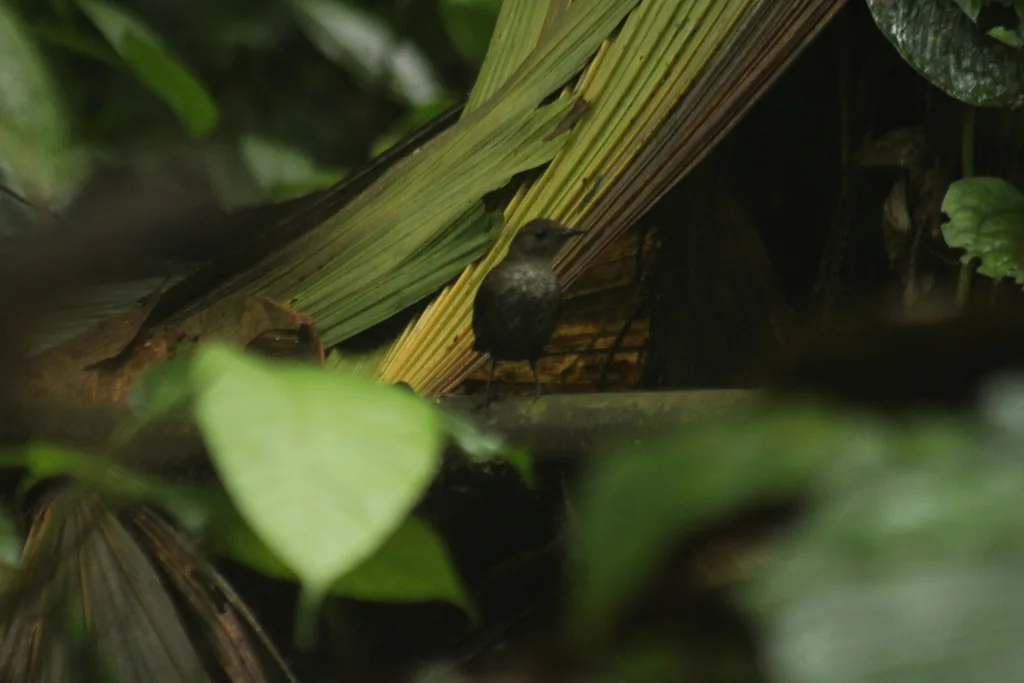 乔科窜鸟(Scytalopus chocoensis)