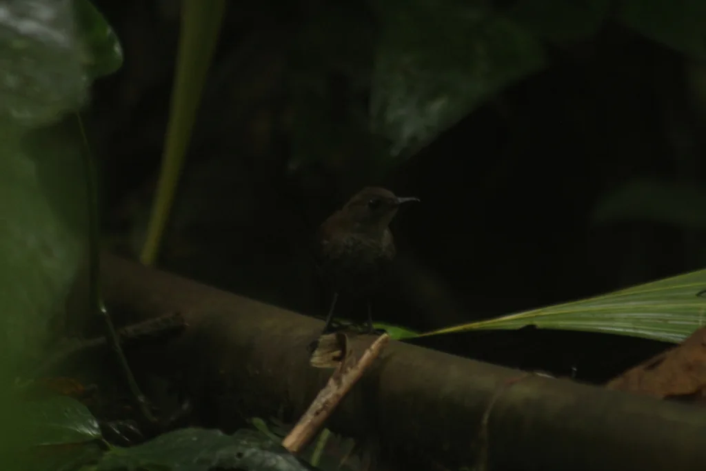 乔科窜鸟(Scytalopus chocoensis)