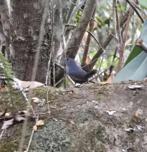 灰腹岩窜鸟