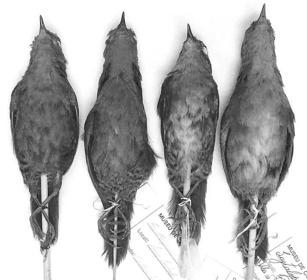 灰腹岩窜鸟(Scytalopus diamantinensis)