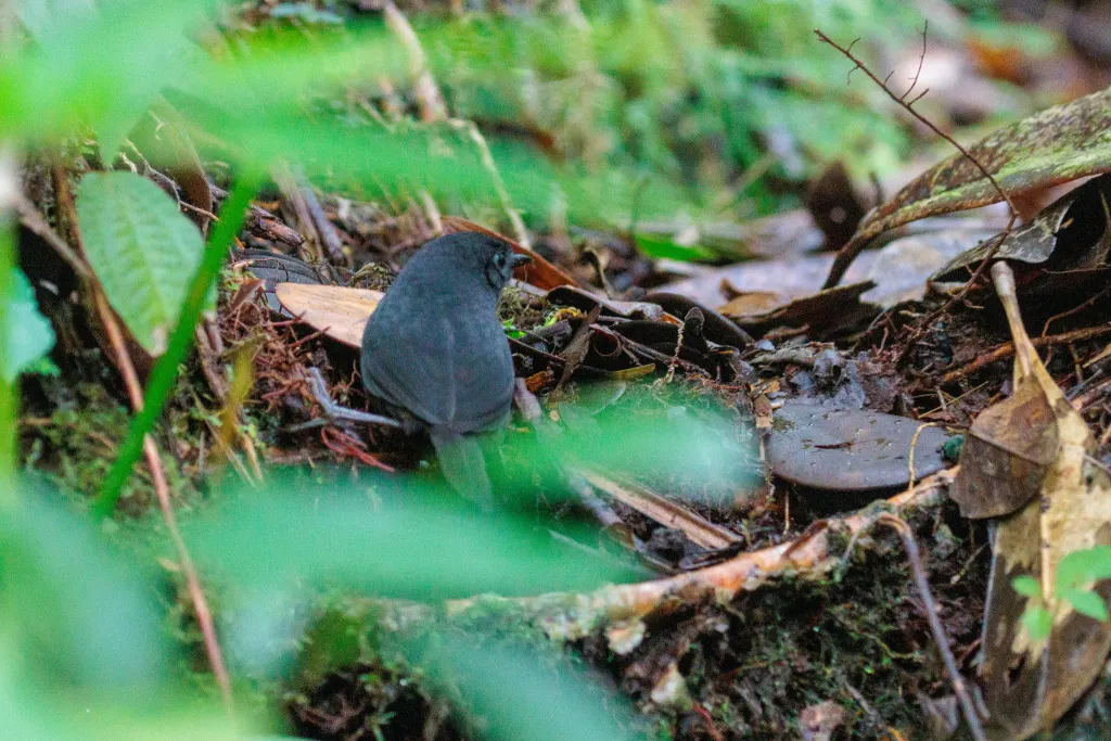 棕背窜鸟(Scytalopus gonzagai)