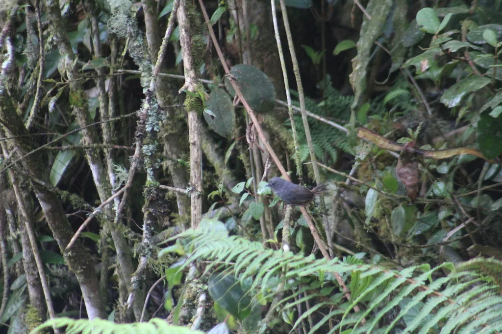 马托窜鸟(Scytalopus griseicollis)