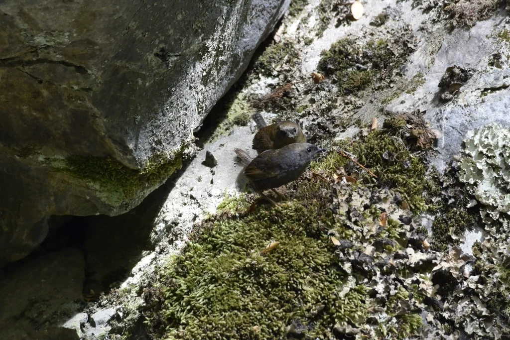 安第斯窜鸟(Scytalopus magellanicus)