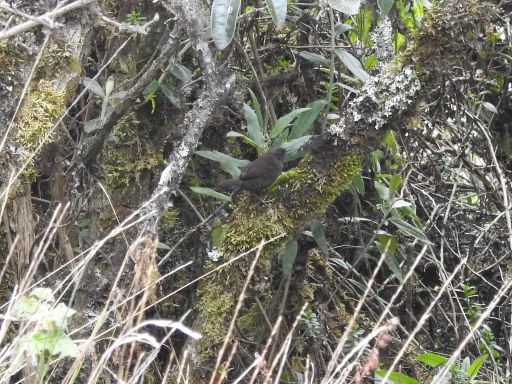 棕臀黑窜鸟(Scytalopus opacus)