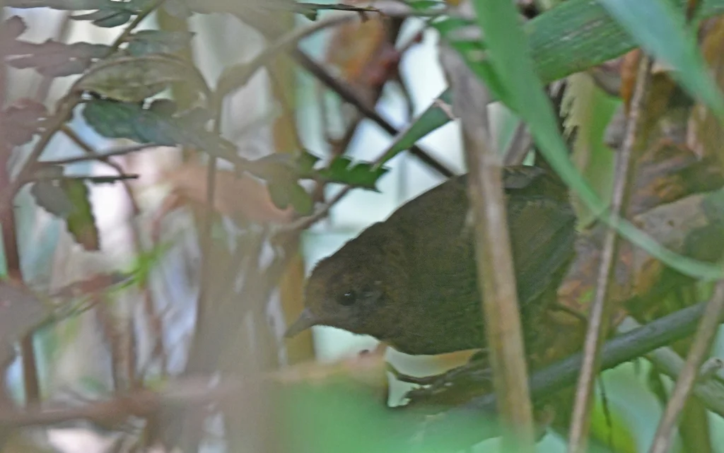白喉扇尾窜鸟(Scytalopus stilesi)