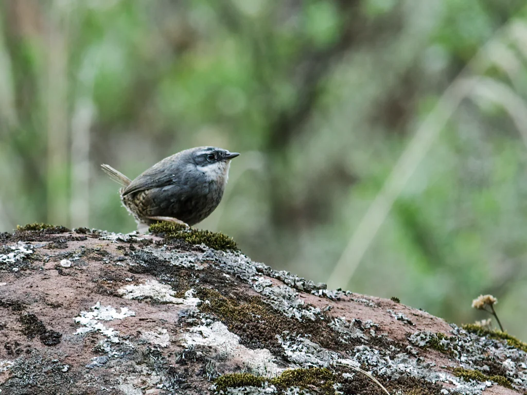 济氏窜鸟(Scytalopus zimmeri)