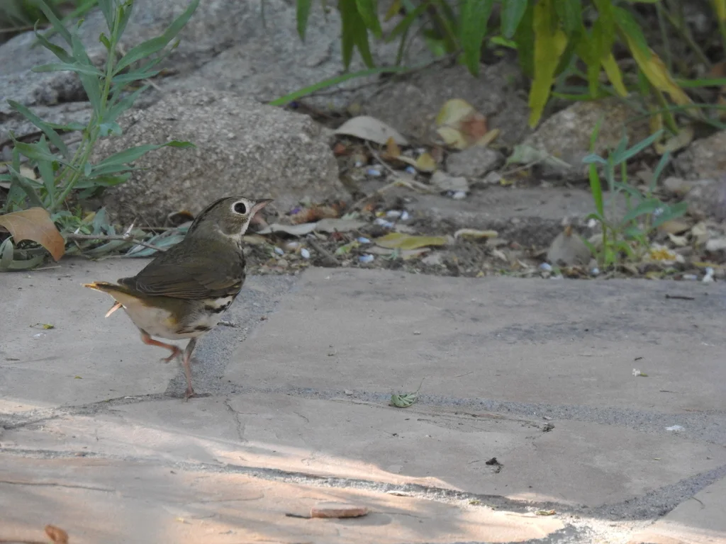橙顶灶莺(Seiurus aurocapilla)