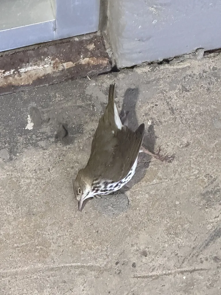 橙顶灶莺(Seiurus aurocapilla)