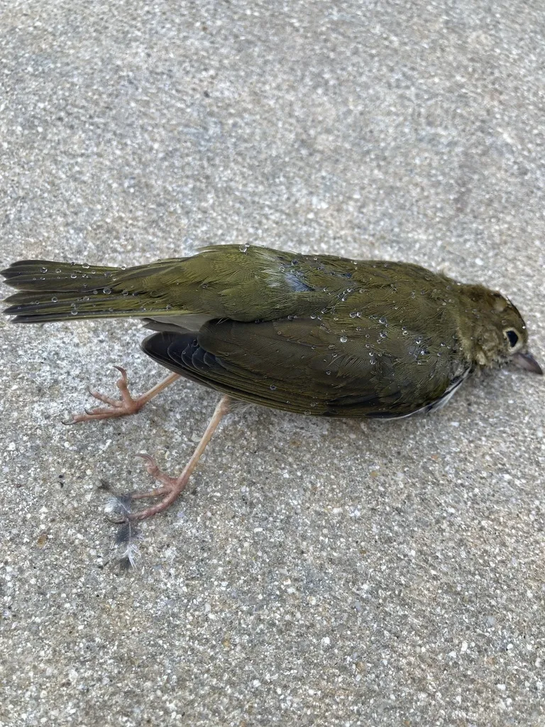 橙顶灶莺(Seiurus aurocapilla)
