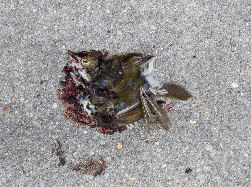 橙顶灶莺(Seiurus aurocapilla)