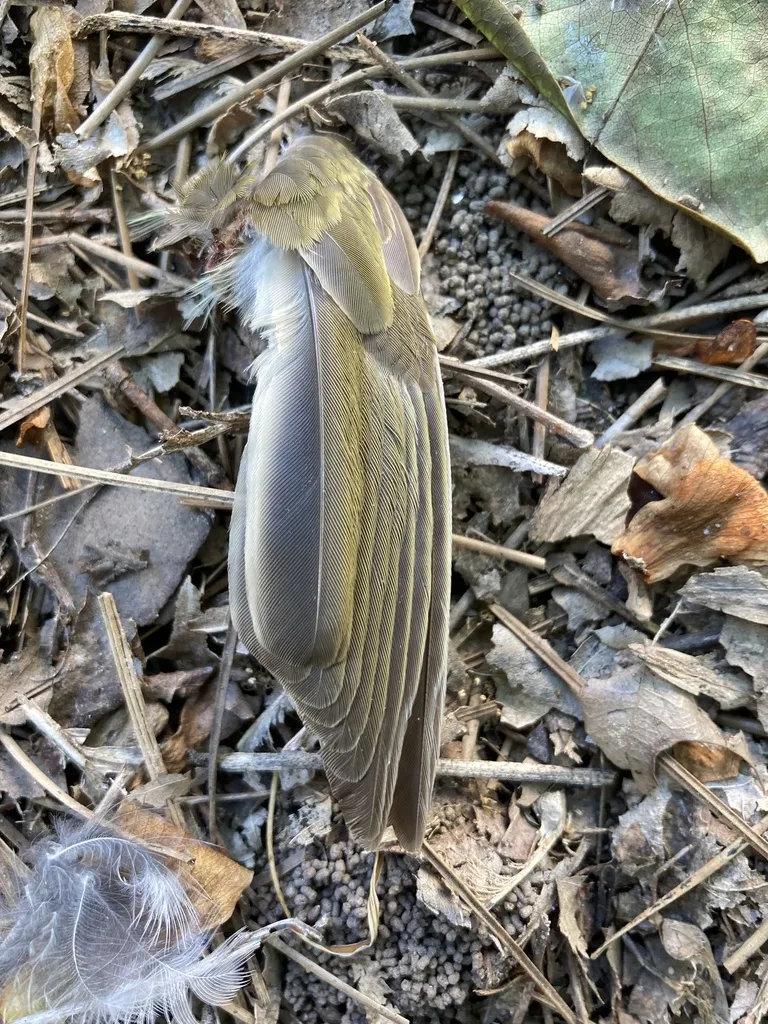 橙顶灶莺(Seiurus aurocapilla)