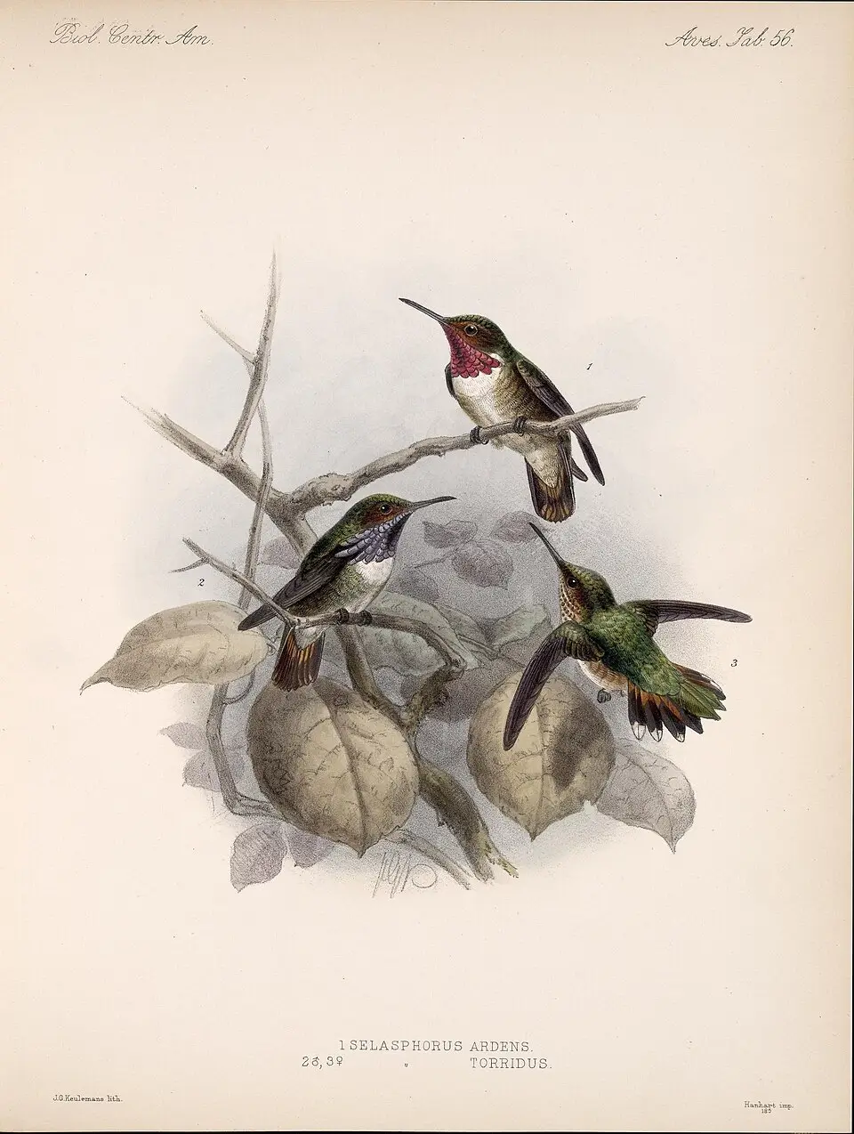 辉喉煌蜂鸟(Selasphorus ardens)