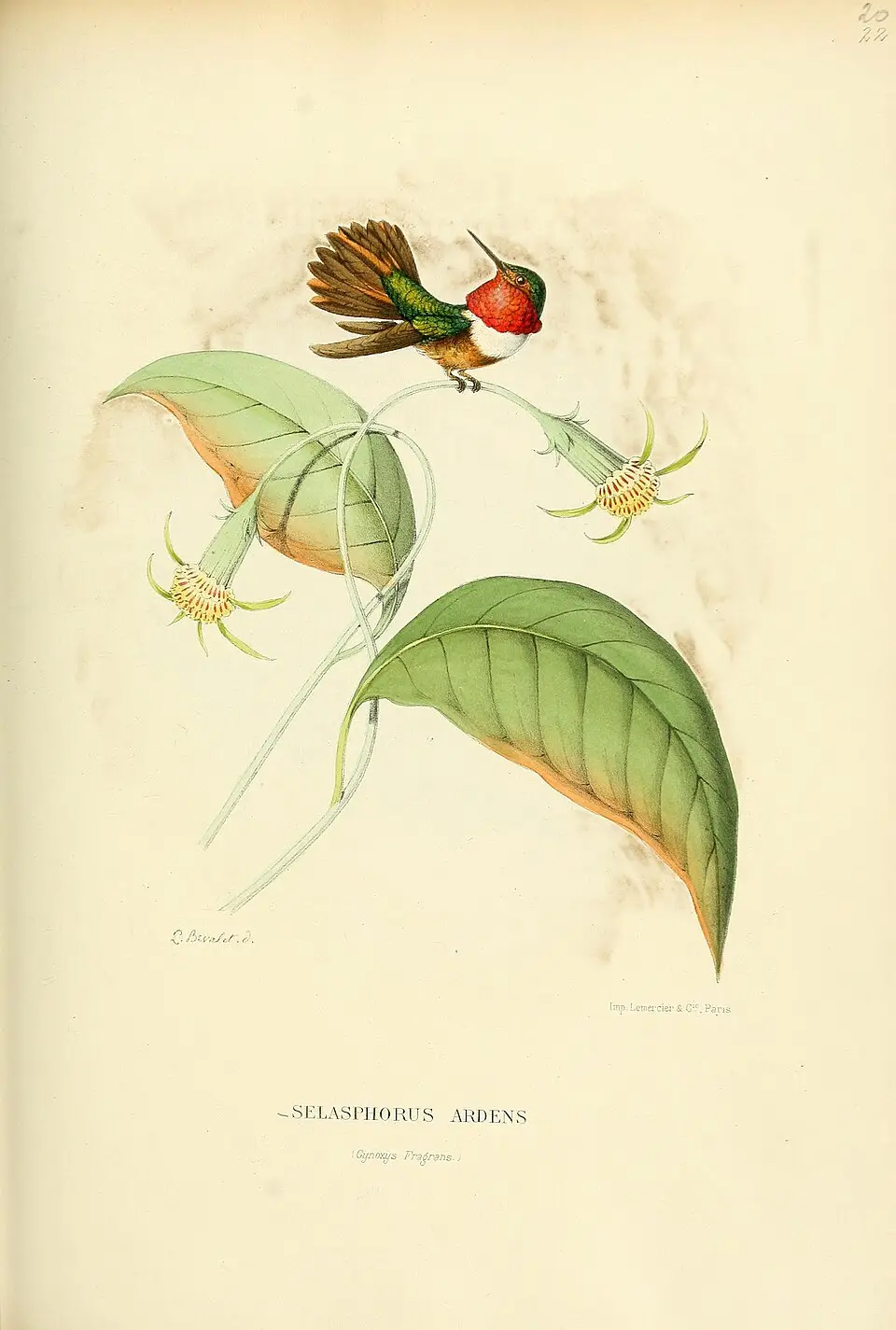 辉喉煌蜂鸟(Selasphorus ardens)
