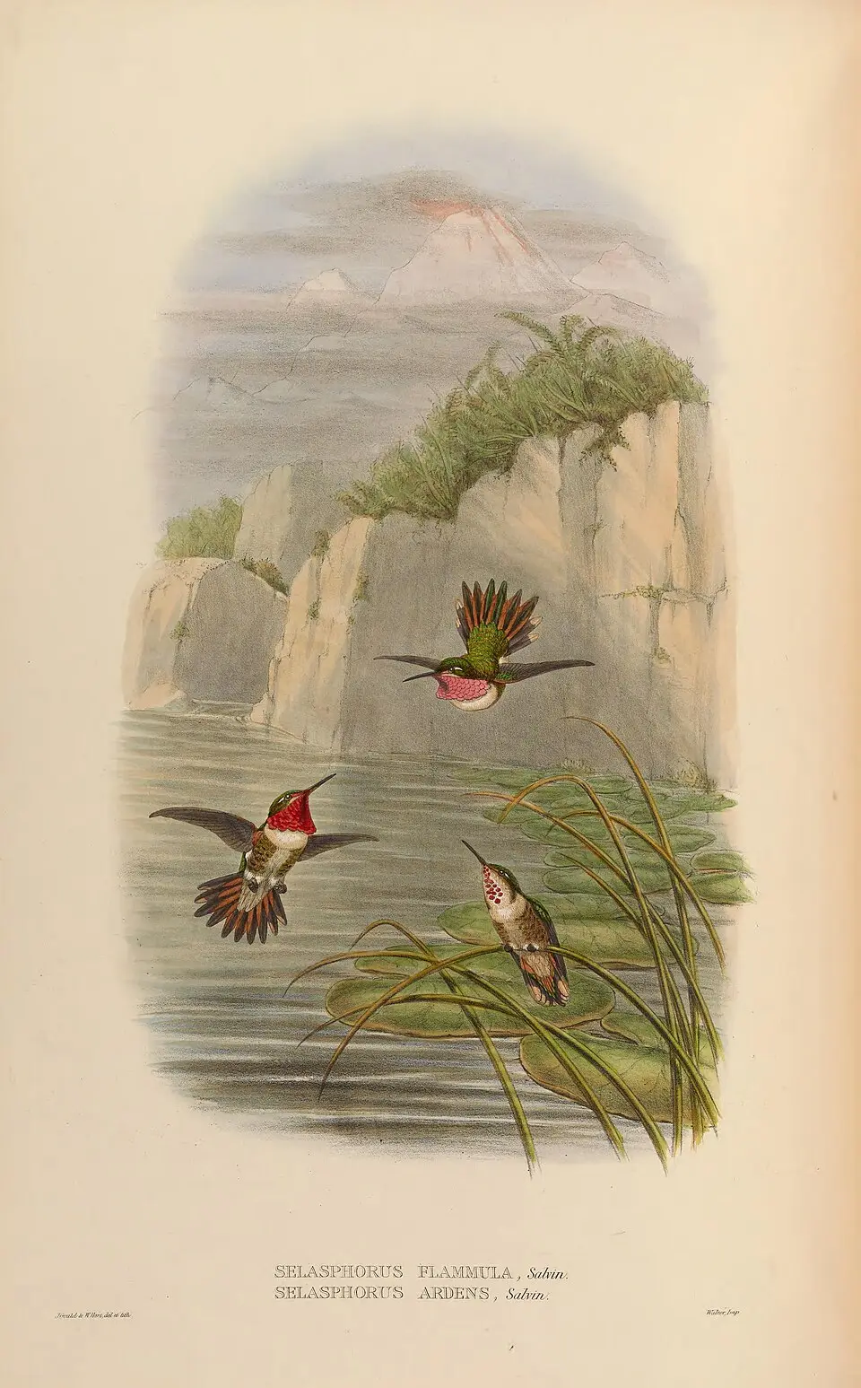 辉喉煌蜂鸟(Selasphorus ardens)