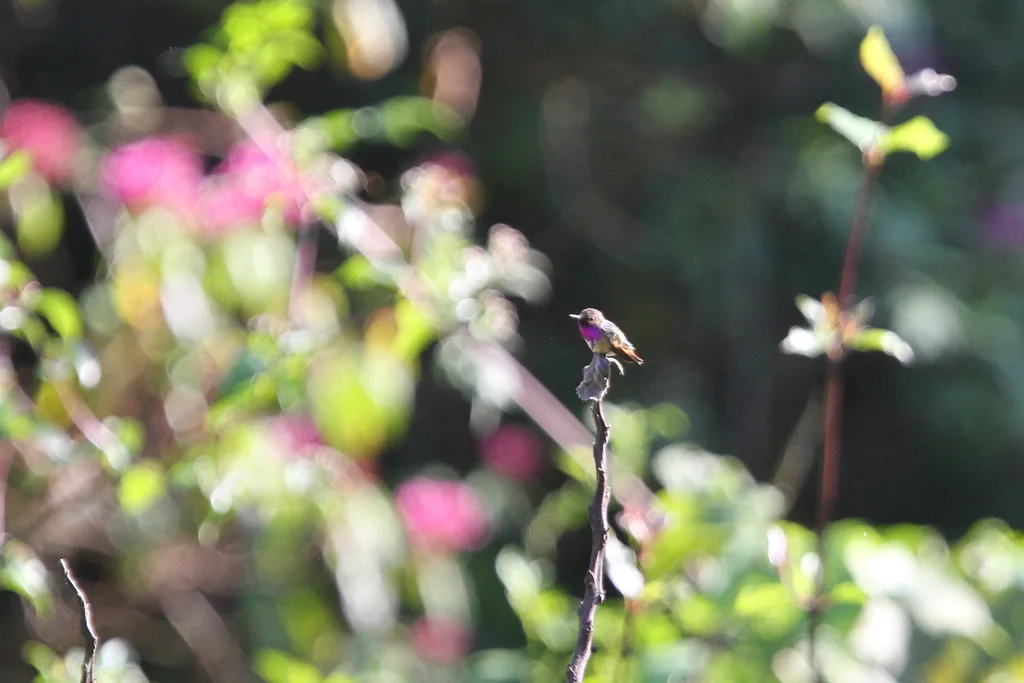 瑰喉蜂鸟(Selasphorus ellioti)