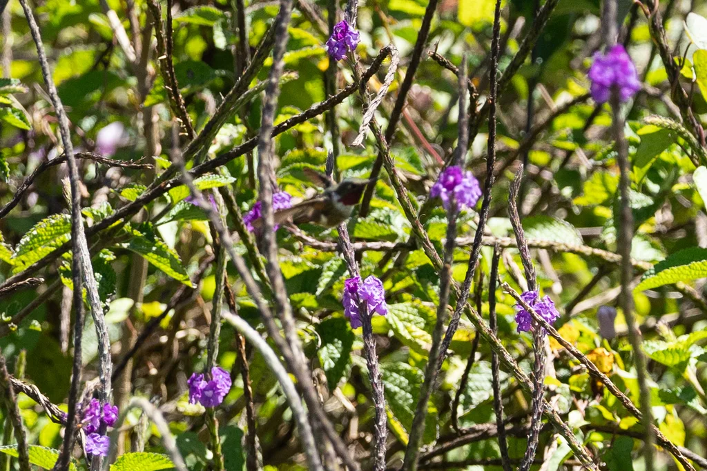 粉喉煌蜂鸟(Selasphorus flammula)