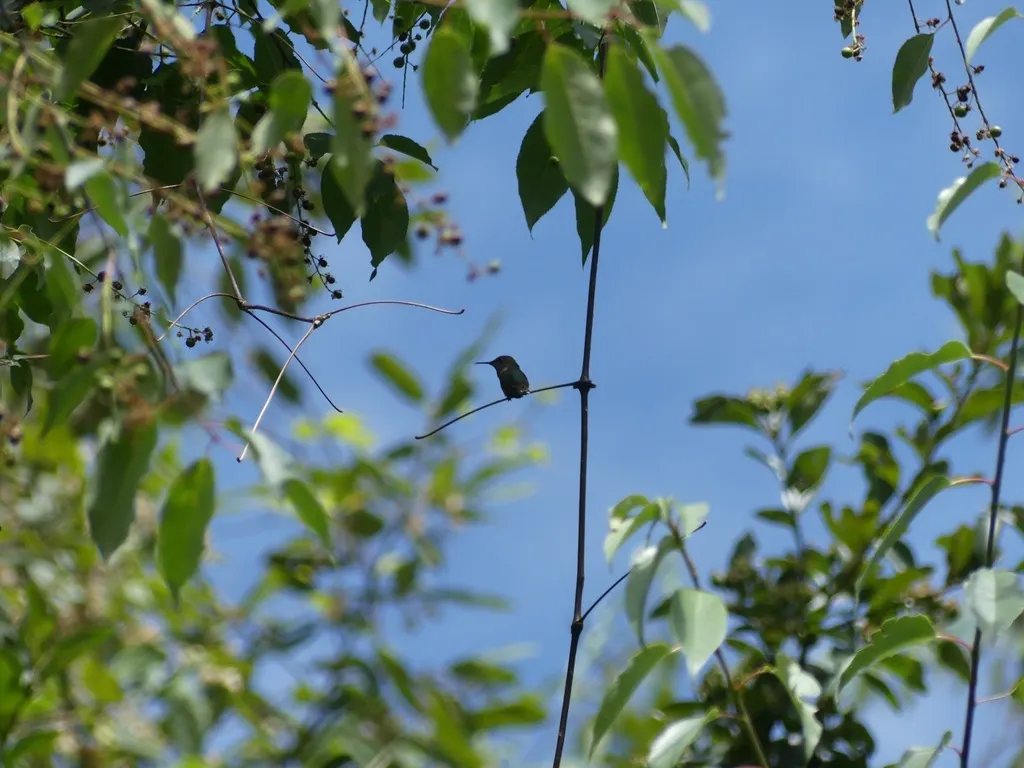 大瑰喉蜂鸟(Selasphorus heloisa)