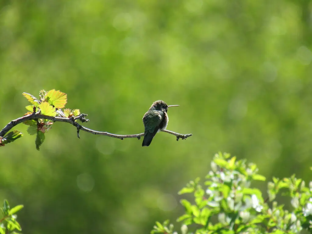 宽尾煌蜂鸟(Selasphorus platycercus)