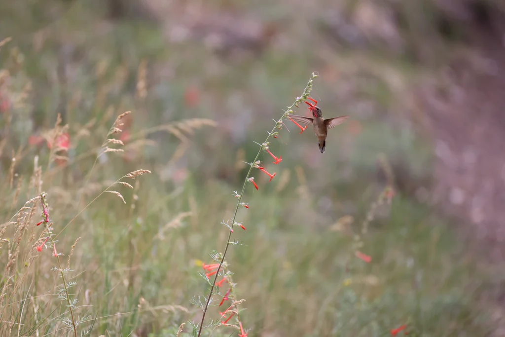 宽尾煌蜂鸟(Selasphorus platycercus)