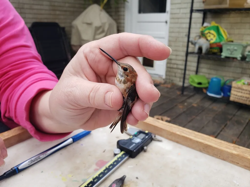 棕煌蜂鸟(Selasphorus rufus)