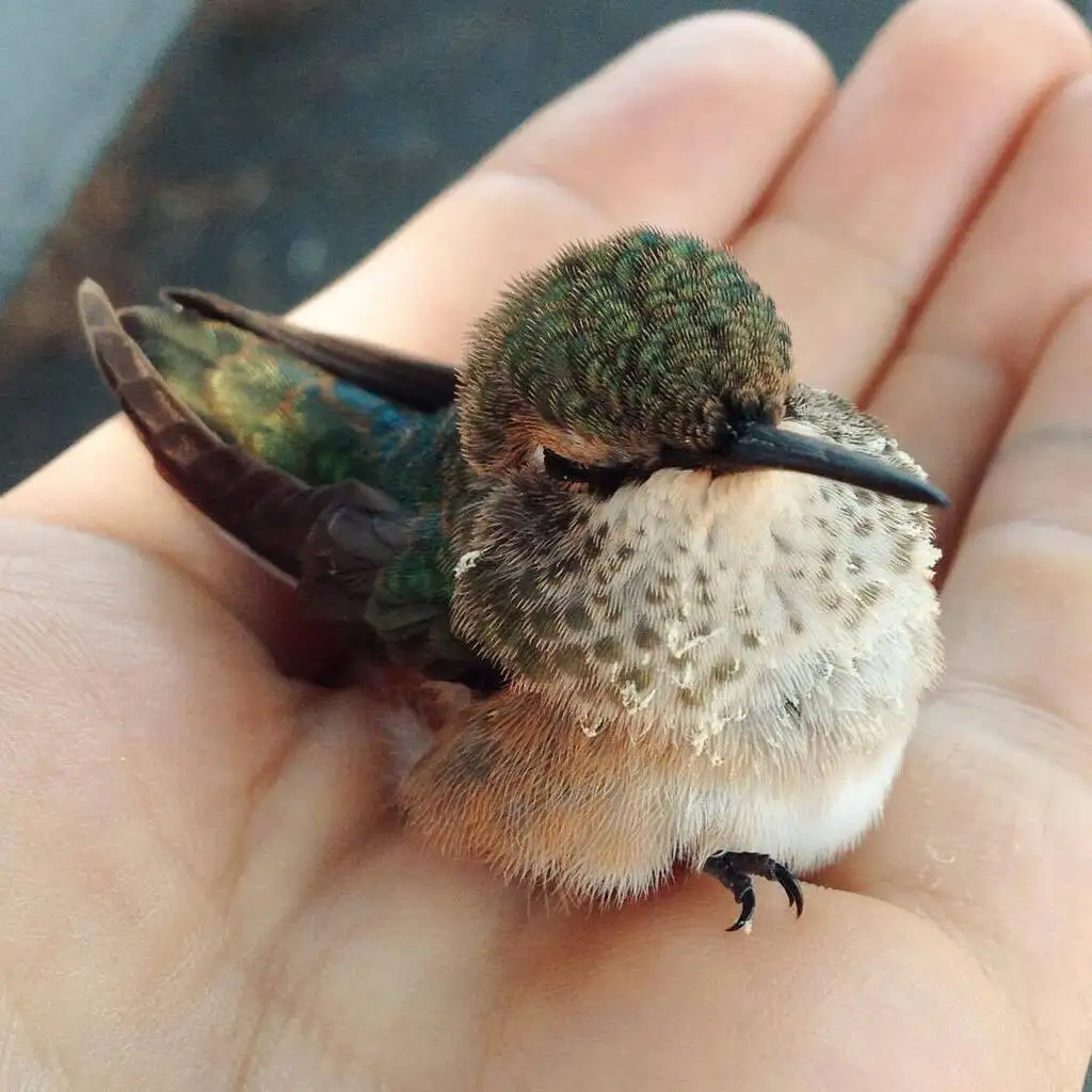 棕煌蜂鸟(Selasphorus rufus)