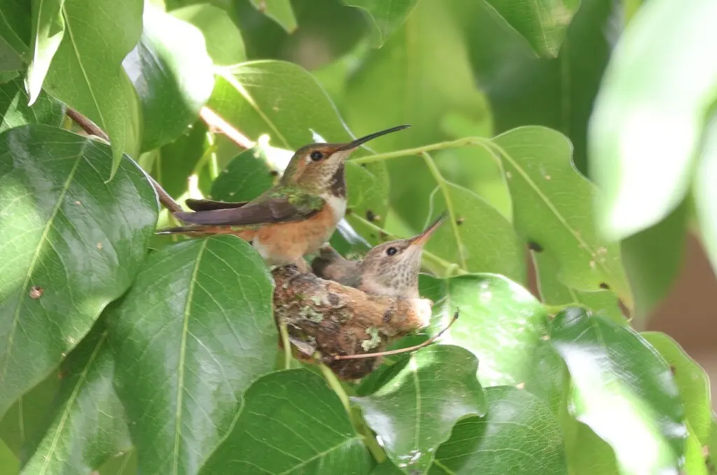 艾氏煌蜂鸟(Selasphorus sasin)