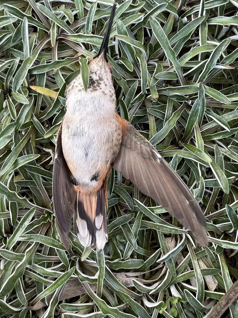 艾氏煌蜂鸟(Selasphorus sasin)
