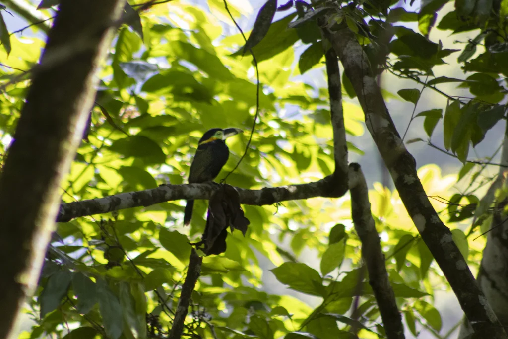 高氏小巨嘴鸟(Selenidera gouldii)