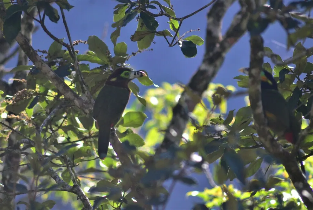 点嘴小巨嘴鸟(Selenidera maculirostris)