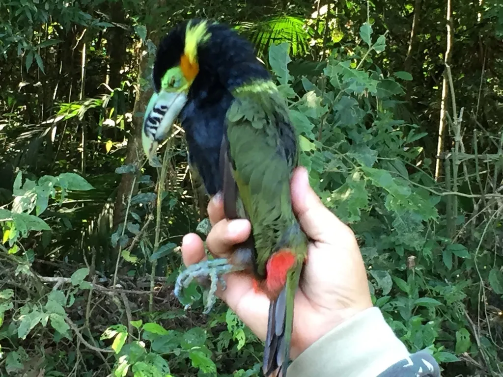 点嘴小巨嘴鸟(Selenidera maculirostris)