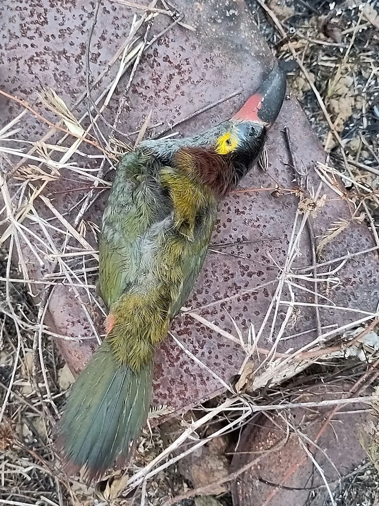 圭亚那小巨嘴鸟(Selenidera piperivora)