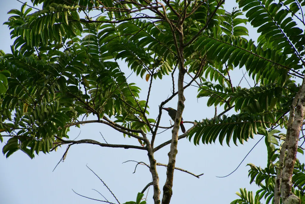 圭亚那小巨嘴鸟(Selenidera piperivora)