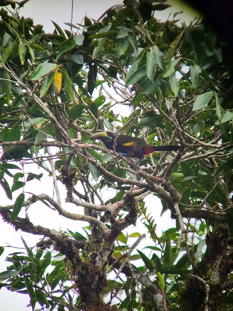 黄耳小巨嘴鸟(Selenidera spectabilis)