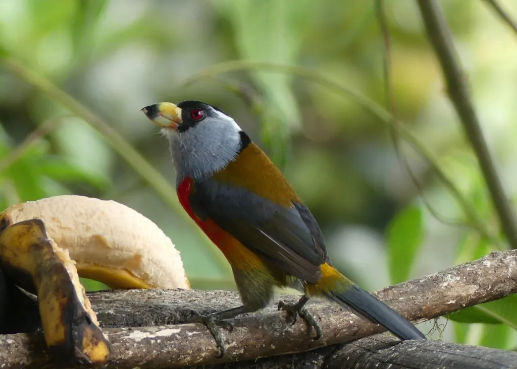 巨嘴拟啄木鸟（Semnornis ramphastinus）