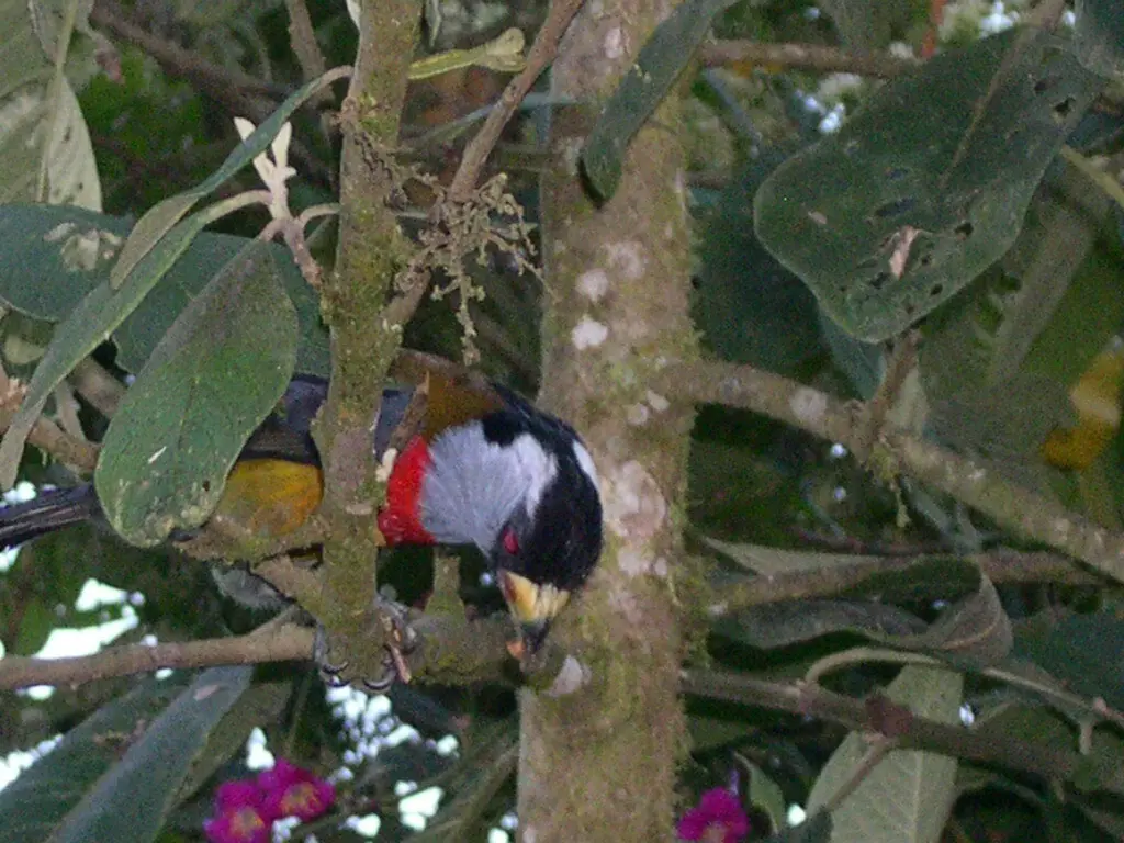 巨嘴拟啄木鸟（Semnornis ramphastinus）