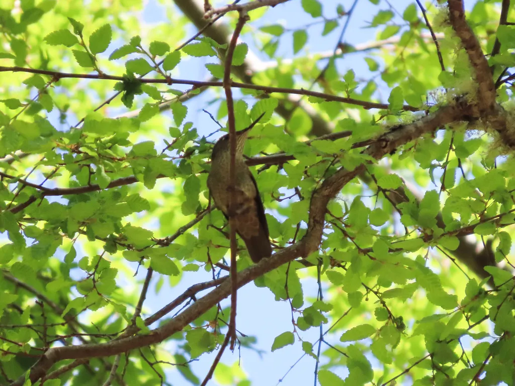 绿背火冠蜂鸟(Sephanoides sephaniodes)