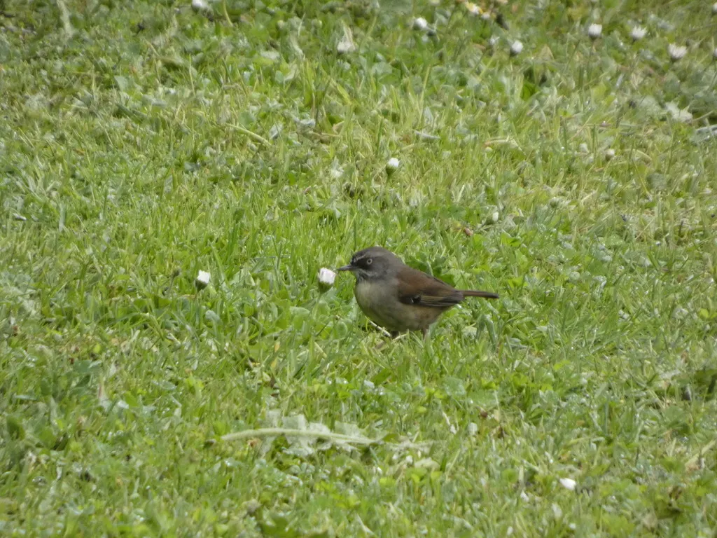 白眉丝刺莺(Sericornis frontalis)