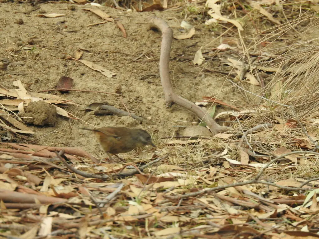 白眉丝刺莺(Sericornis frontalis)