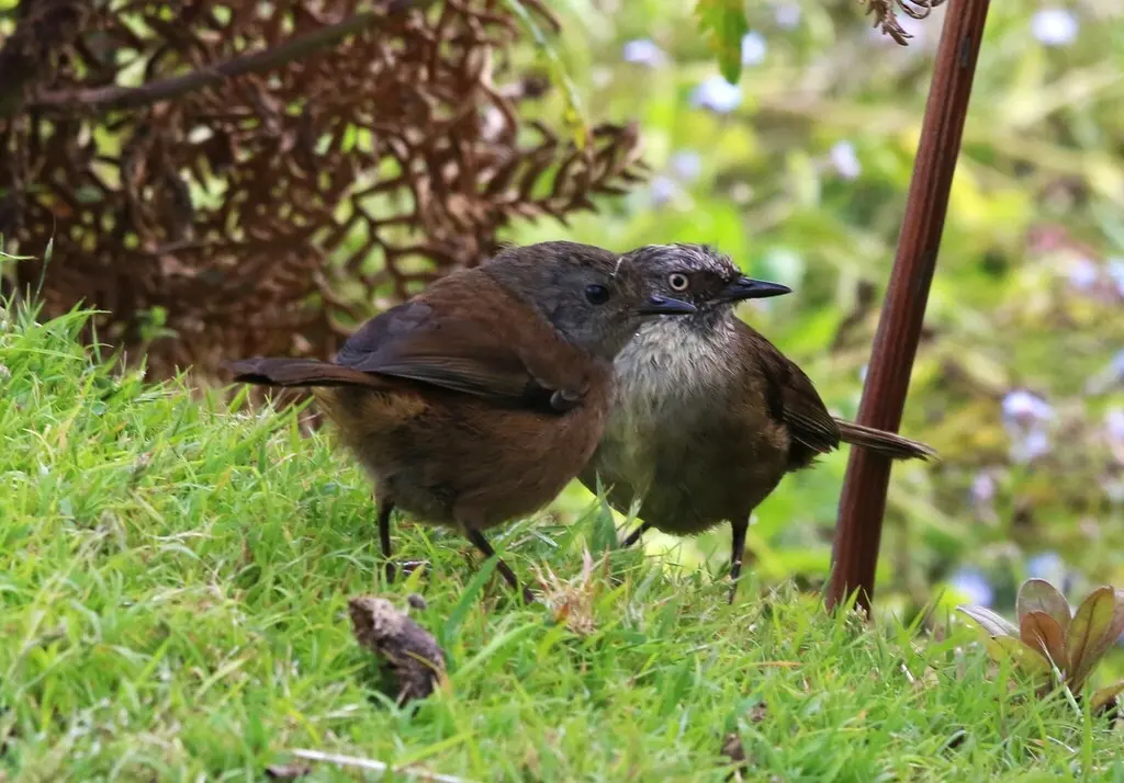 褐色丝刺莺(Sericornis humilis)
