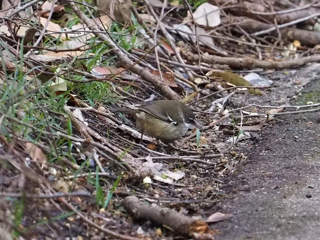 斑丝刺莺（Sericornis maculatus）
